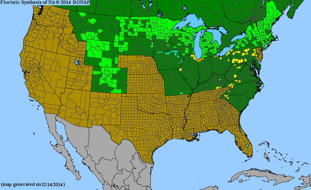 County distribution map of Populus balsamifera ssp. balsamifera - Balsam Poplar